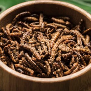 exotic fried silkworms bowl close view
