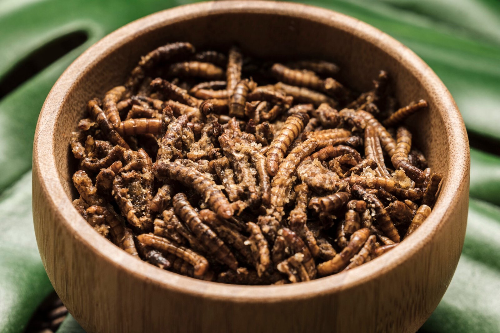 exotic fried silkworms bowl close view