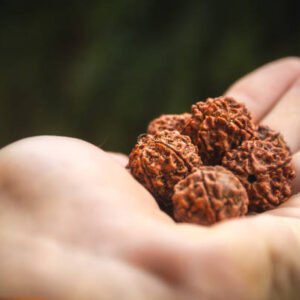 large five face rudraksh seed macro in hand harvest