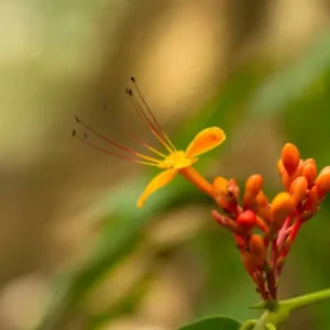 istockphoto 1060814468 612x612