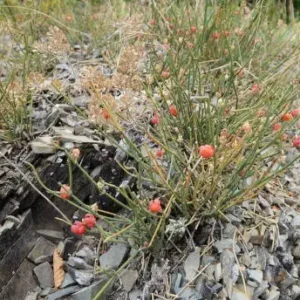 istockphoto 1090582348 612x612