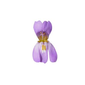 hygrophila flowers on white background