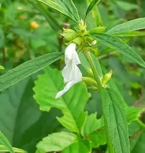 istockphoto 2177198411 612x612