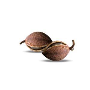 jatropha multifida or jatropha dried fruits isolated on white background