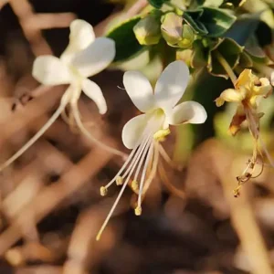 istockphoto 2217058652 612x612