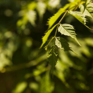 sunlight falling green leaves