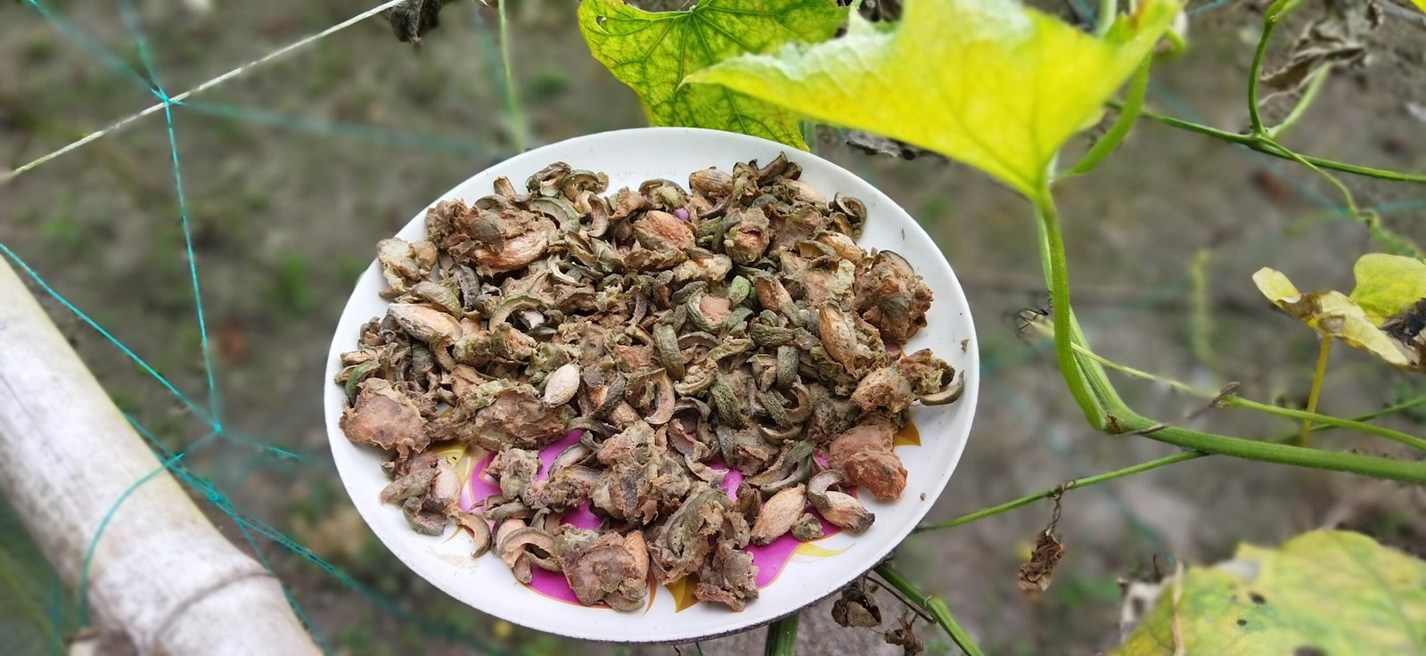 vecteezy sour salted sweet olives are very sweet and delicious to eat 37735742